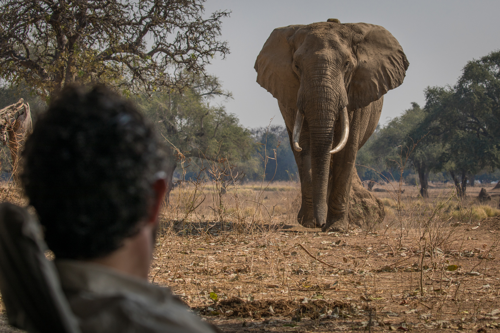 Afrikanischer Elefant (Loxodonta africana)