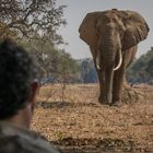 Afrikanischer Elefant (Loxodonta africana)