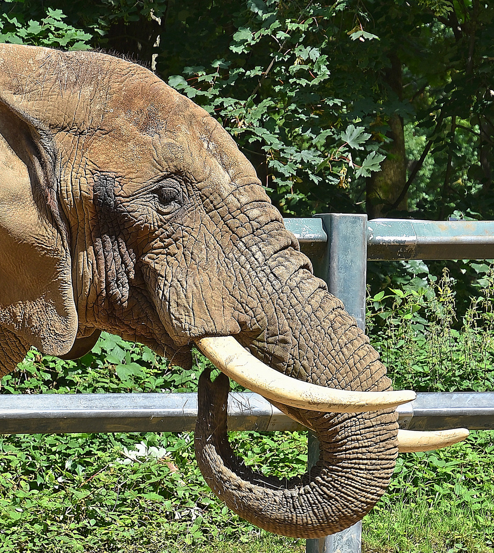 Afrikanischer Elefant (Loxodonta africana) 