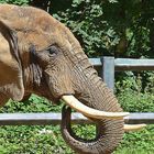 Afrikanischer Elefant (Loxodonta africana) 