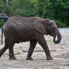 Afrikanischer Elefant (Loxodonta africana)