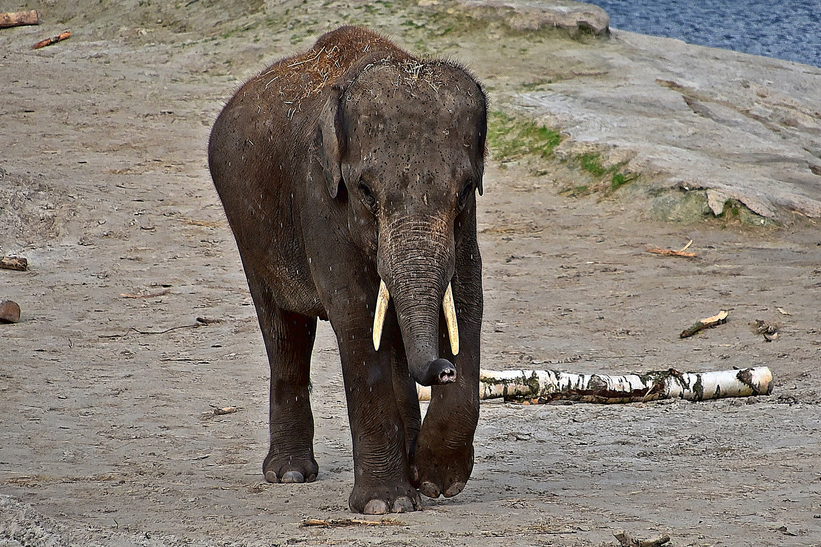 Afrikanischer Elefant (Loxodonta africana)