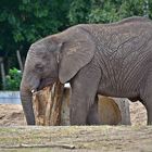 Afrikanischer Elefant (Loxodonta africana)