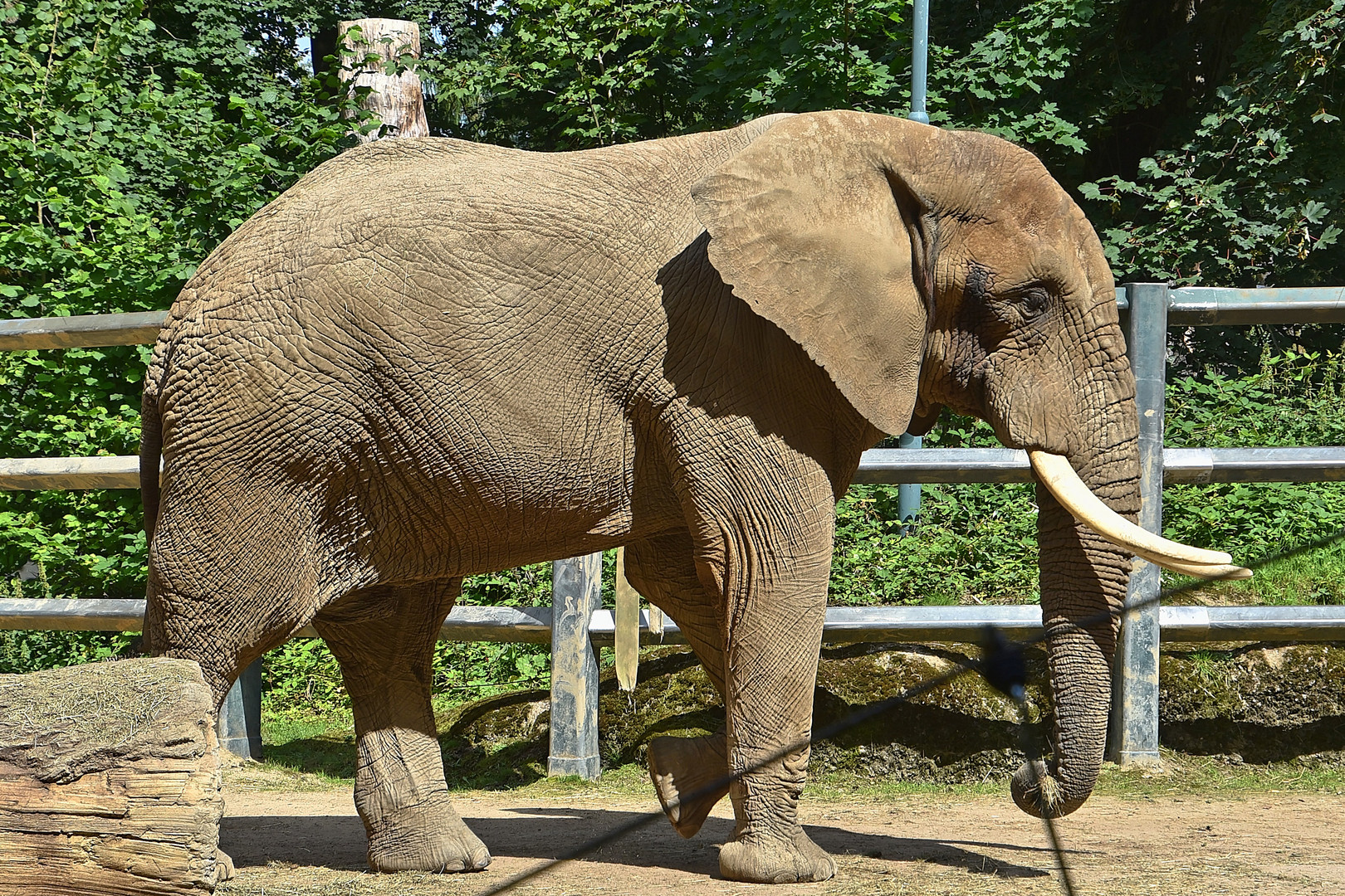 Afrikanischer Elefant (Loxodonta africana)