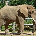 Afrikanischer Elefant (Loxodonta africana)