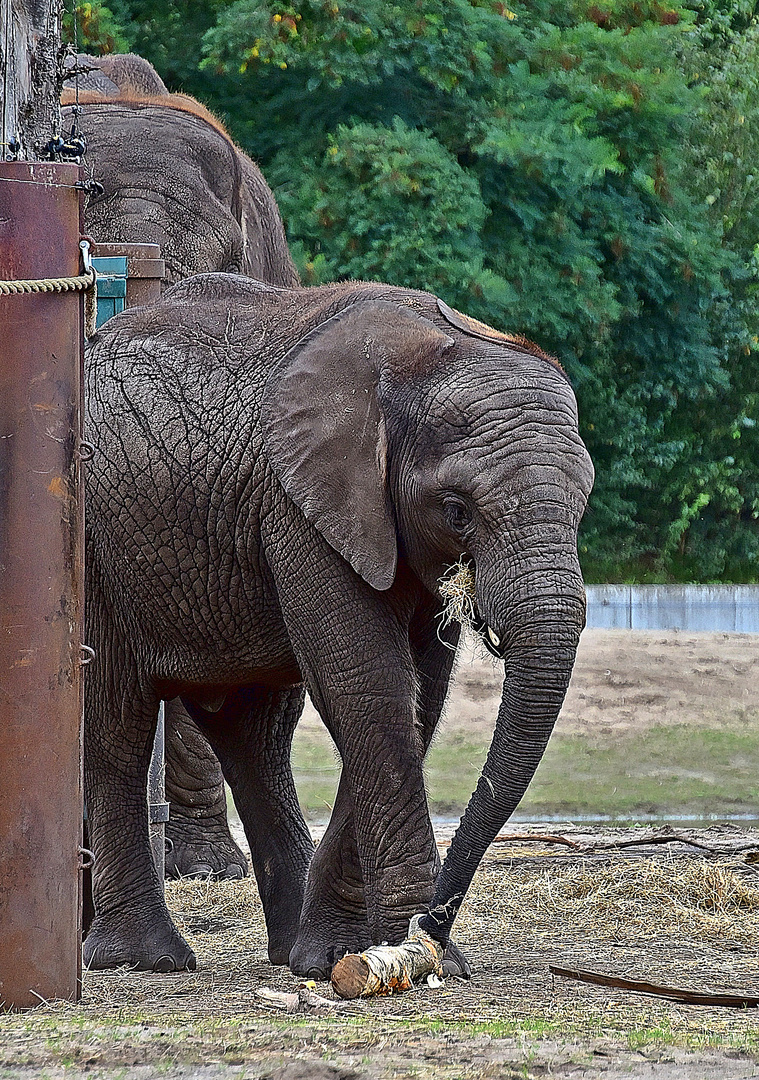 Afrikanischer Elefant (Loxodonta africana)