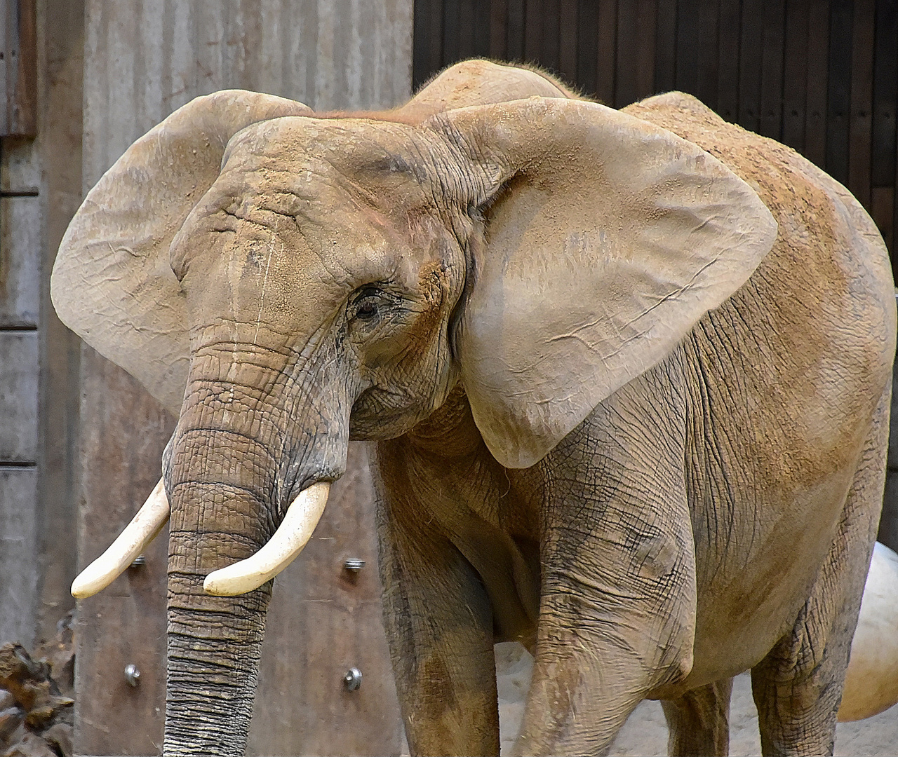 Afrikanischer Elefant (Loxodonta africana)