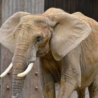 Afrikanischer Elefant (Loxodonta africana)