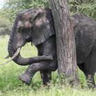 Afrikanischer Elefant (Loxodonta africana)