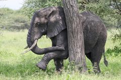 Afrikanischer Elefant (Loxodonta africana)