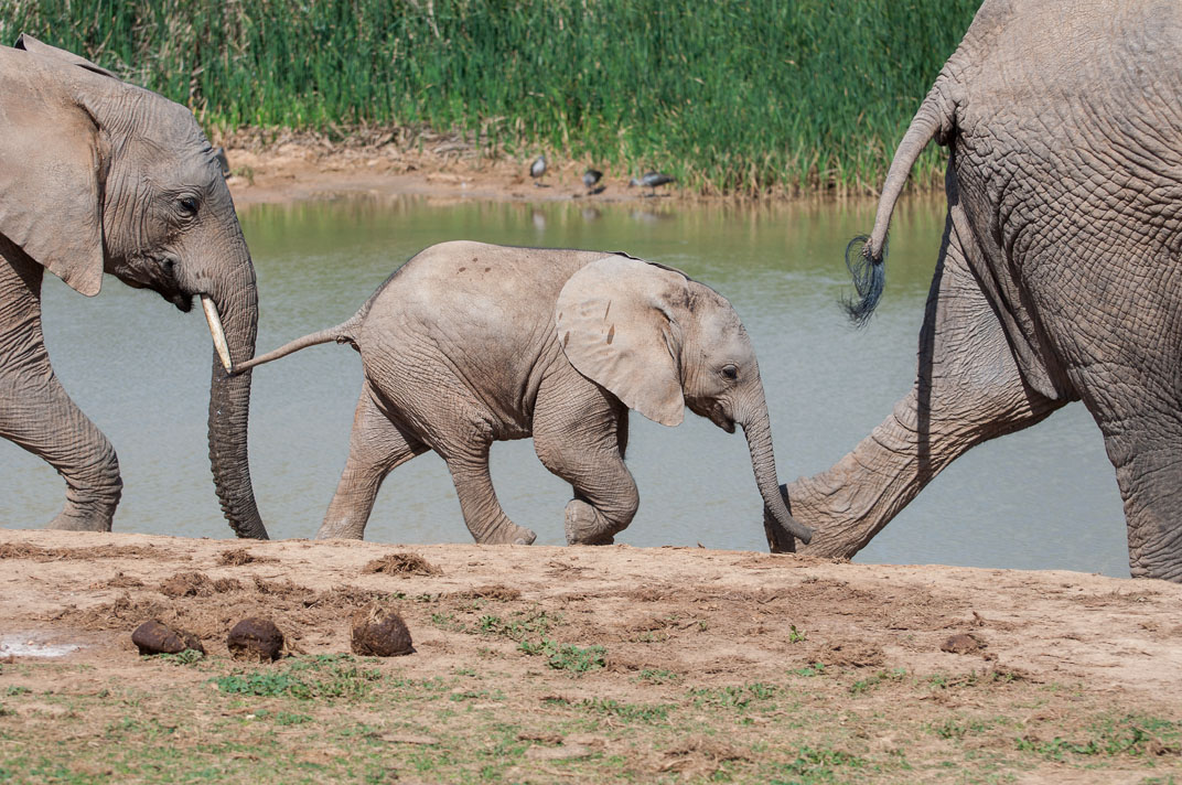 Afrikanischer Elefant (Loxodonta africana) ... 