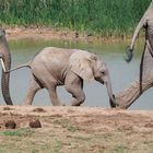 Afrikanischer Elefant (Loxodonta africana) ... 