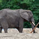 Afrikanischer Elefant (Loxodonta africana)