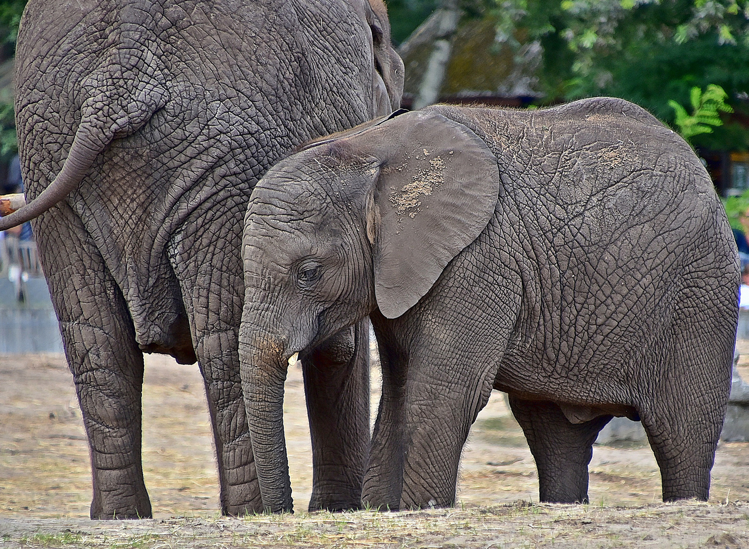 Afrikanischer Elefant (Loxodonta africana)