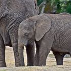 Afrikanischer Elefant (Loxodonta africana)