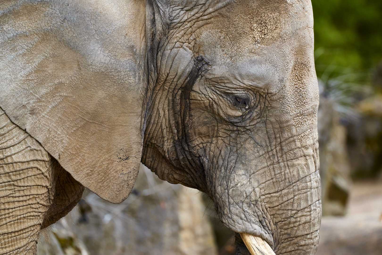 Afrikanischer Elefant (Loxodonta africana)