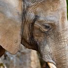 Afrikanischer Elefant (Loxodonta africana)