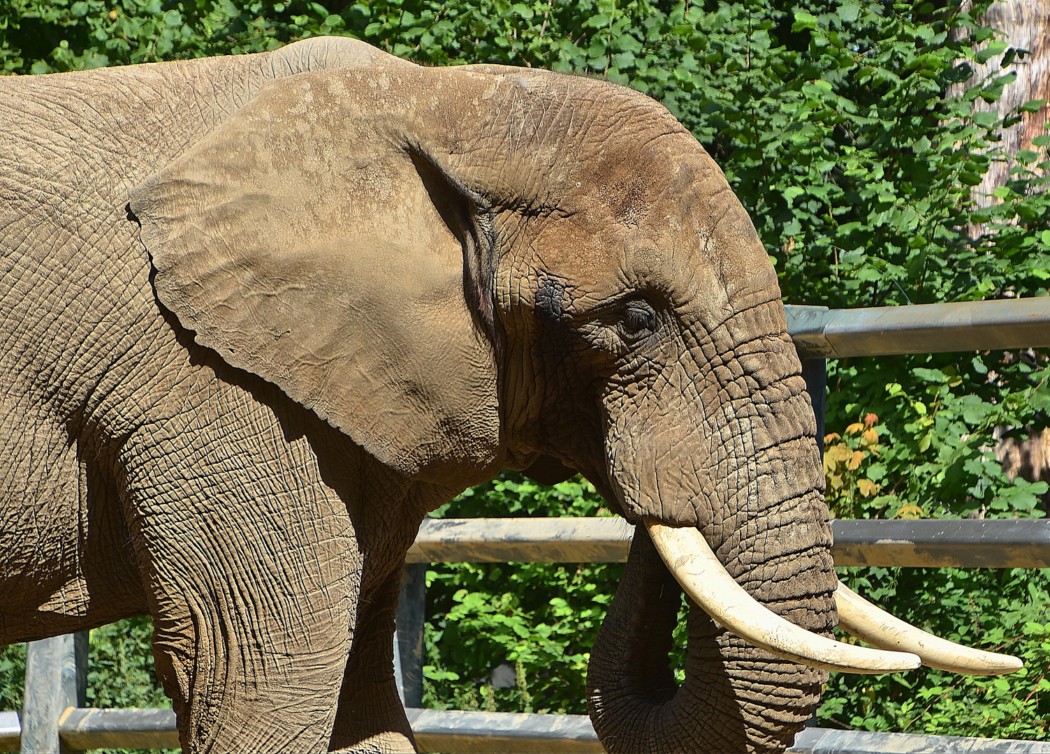 Afrikanischer Elefant (Loxodonta africana)