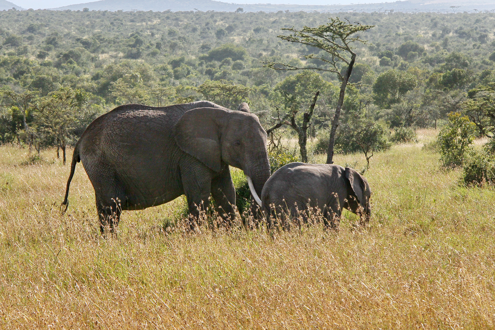 Afrikanischer Elefant Mama mit Junges