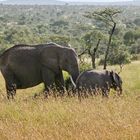 Afrikanischer Elefant Mama mit Junges