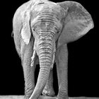 Afrikanischer Elefant "Mogli" im Wasser