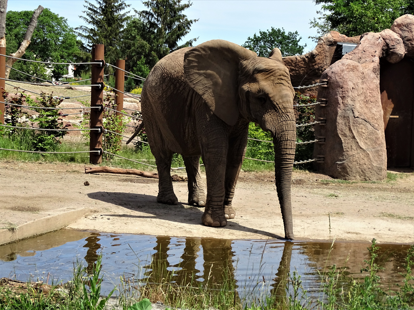 Afrikanischer Elefant (Proboscidea)