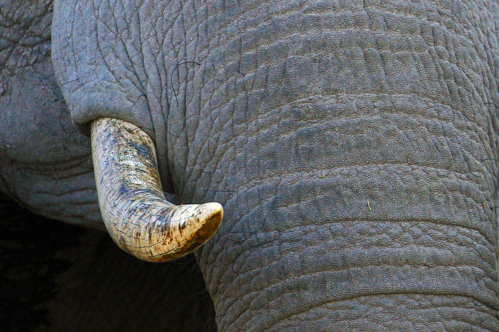 Afrikanischer Elefant, Savuti Region, Botswana