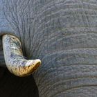 Afrikanischer Elefant, Savuti Region, Botswana