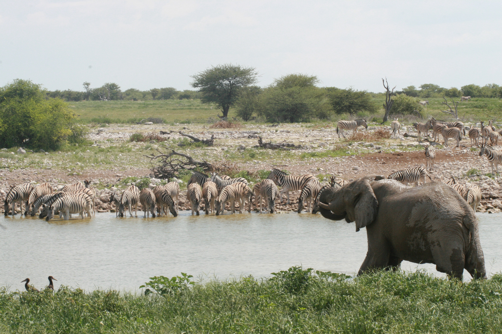 Afrikanischer Elefant und Steppenzebras