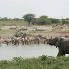 Afrikanischer Elefant und Steppenzebras