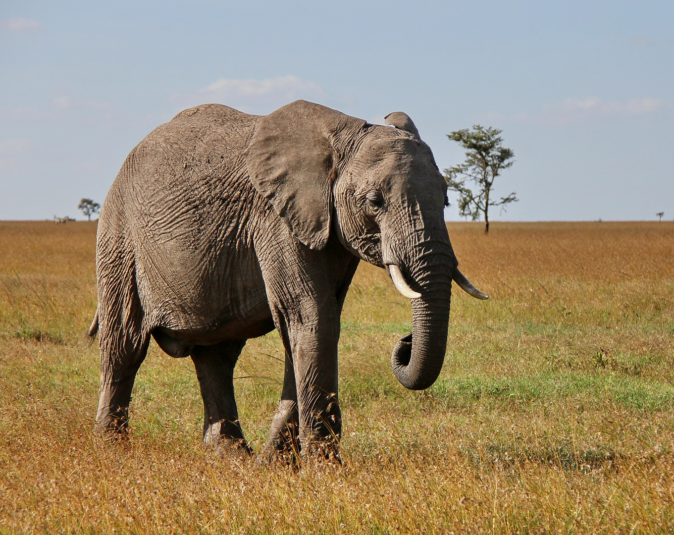 Afrikanischer Elefant - wohl schon sehr in die Jahre gekommen