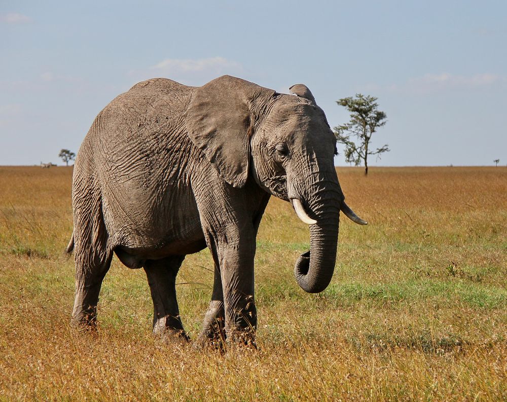 Afrikanischer Elefant - wohl schon sehr in die Jahre gekommen Foto