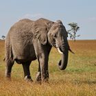 Afrikanischer Elefant - wohl schon sehr in die Jahre gekommen