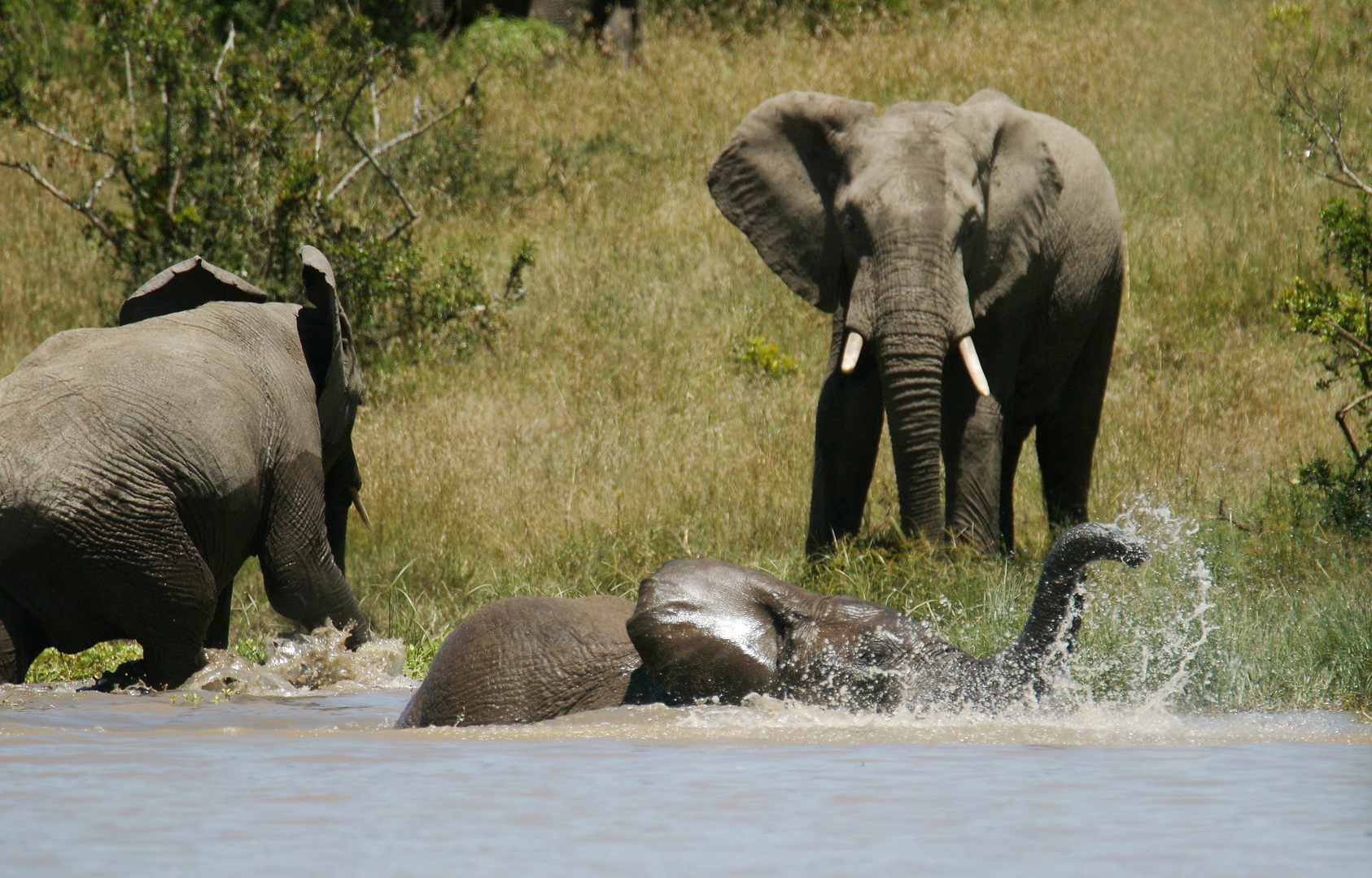 Afrikanischer Elefanten beim Badespaß 1