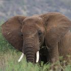 Afrikanischer Elefanten-Bulle