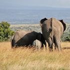 Afrikanischer Elefanten zeigen ihre Popos und Popöchen
