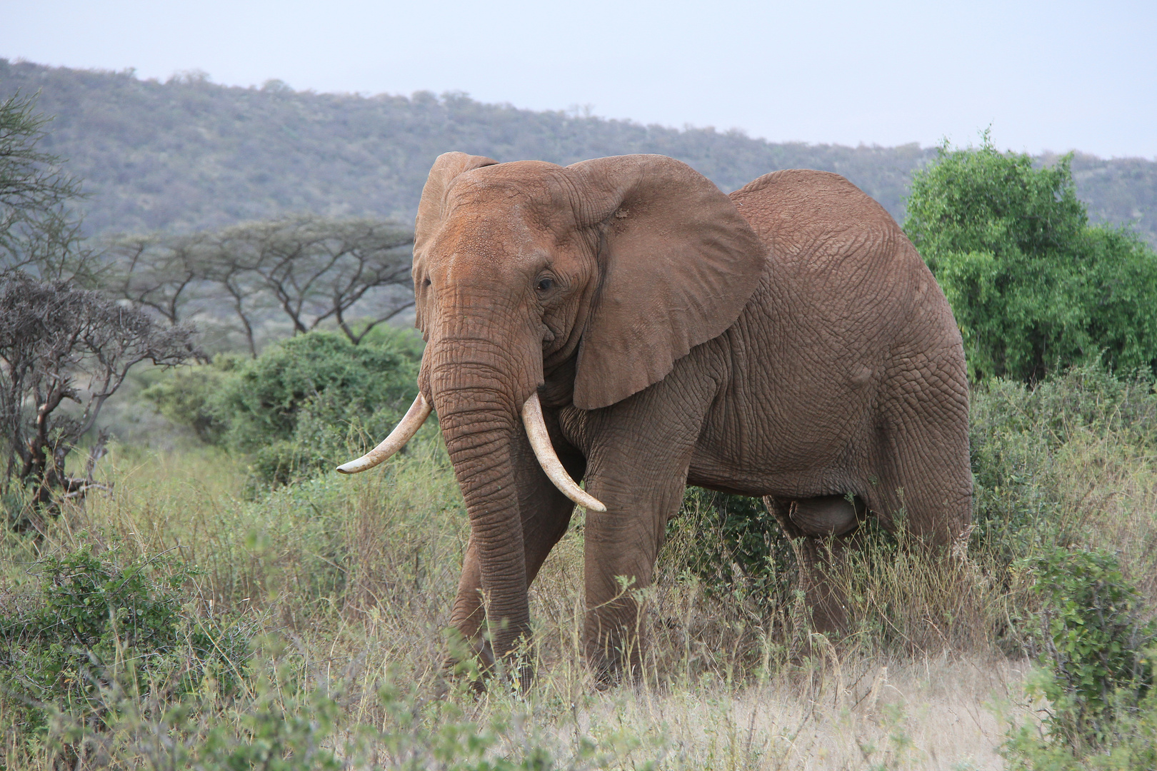 Afrikanischer Elefantenbulle - Bild 2