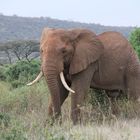 Afrikanischer Elefantenbulle - Bild 2