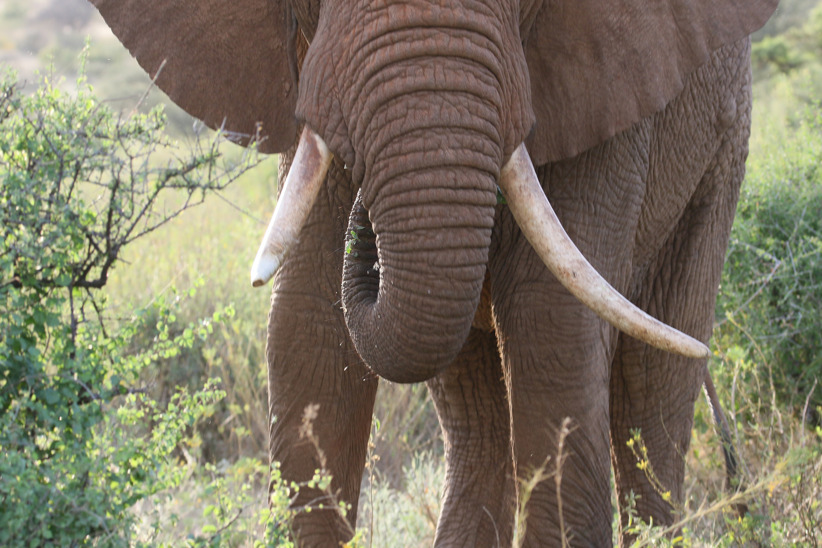 Afrikanischer Elefantenbulle - Bild 3