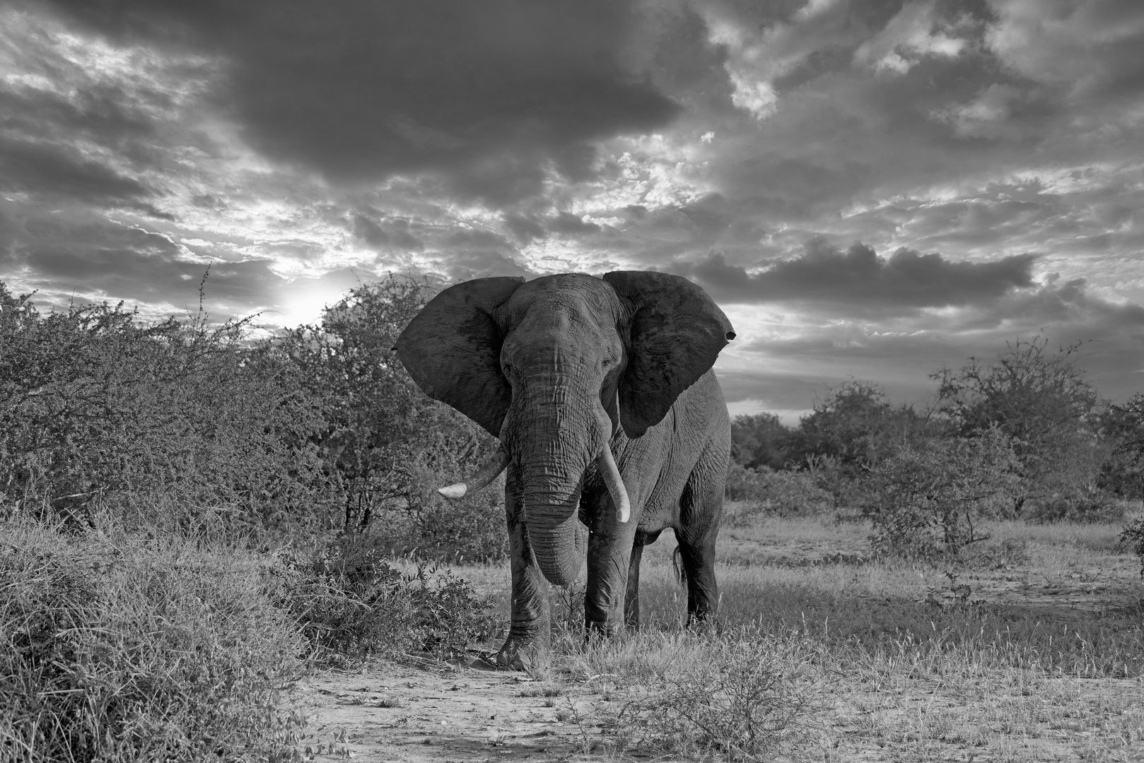 Afrikanischer Elephant 