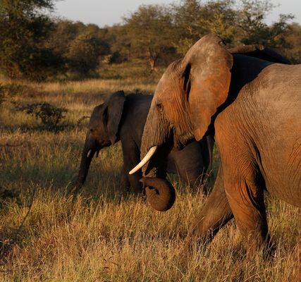 Afrikanischer Elephant