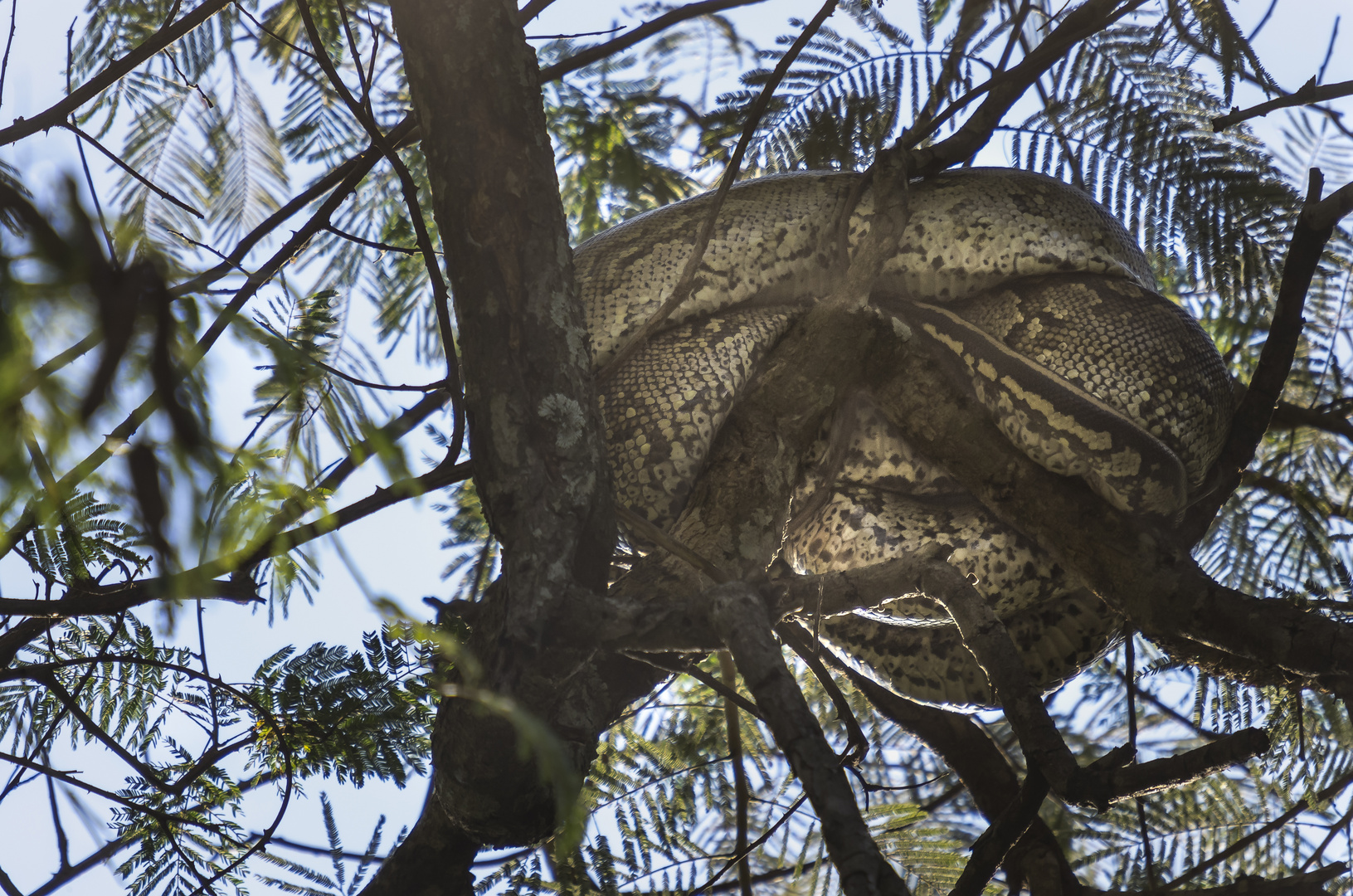 Afrikanischer Felsenpython - African rock python (Python sebae natalensis) (Südliche Unterart)