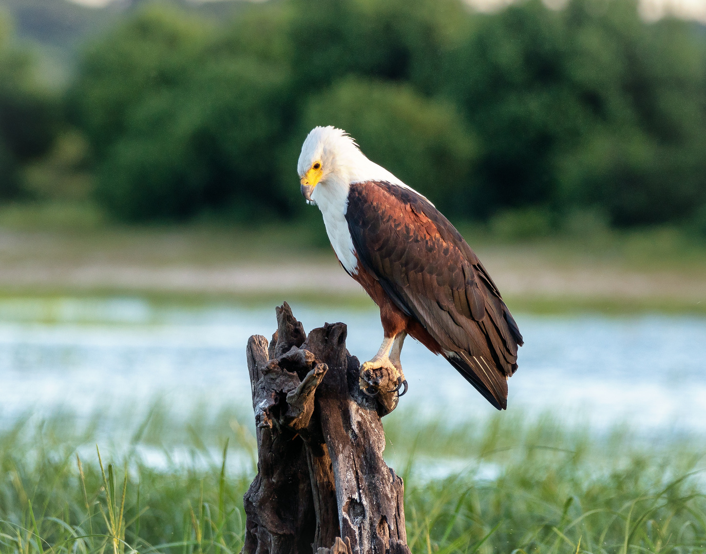 Afrikanischer Fisch Adler