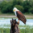 Afrikanischer Fisch Adler