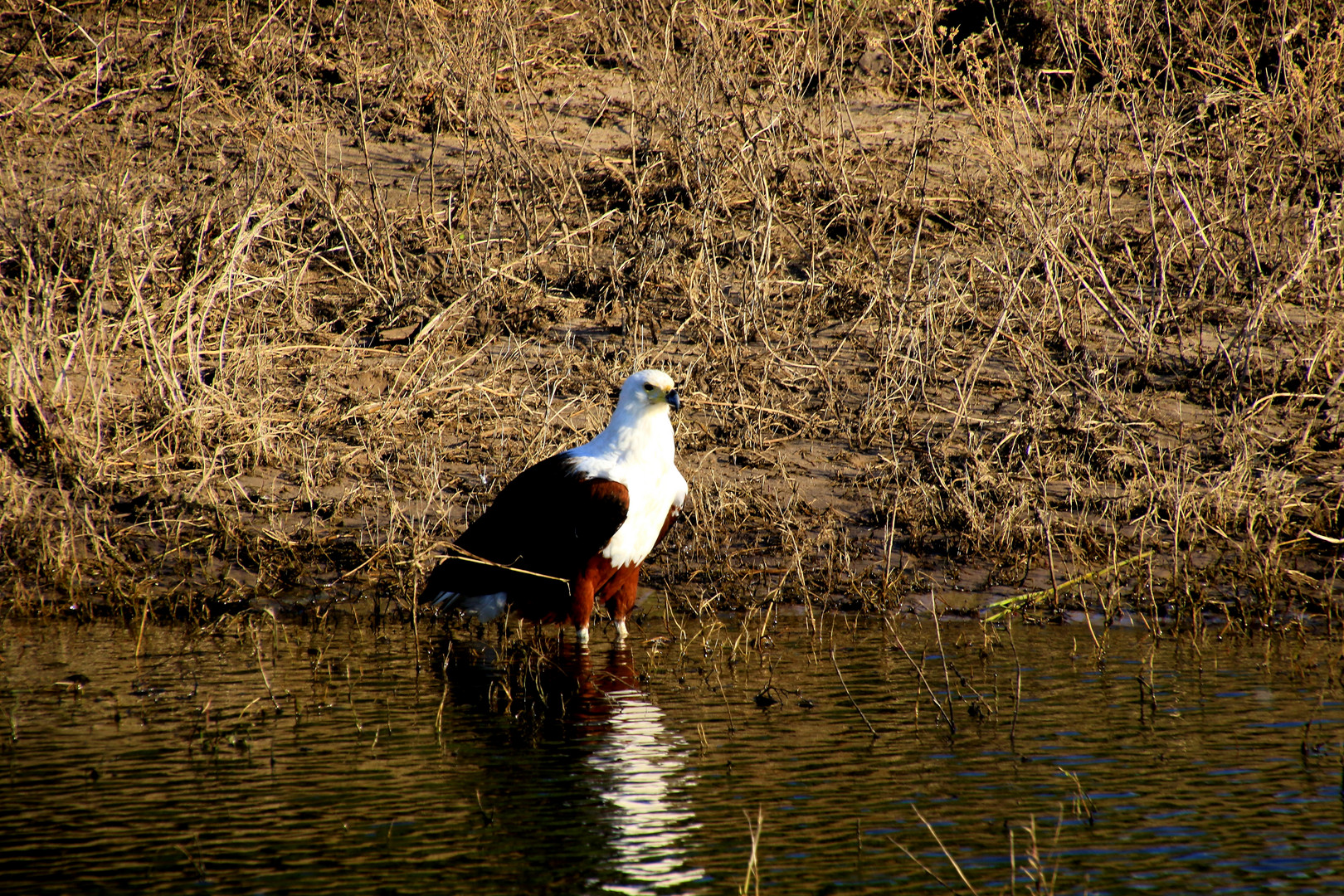 Afrikanischer Fisch oder Seeadler