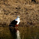 Afrikanischer Fisch oder Seeadler