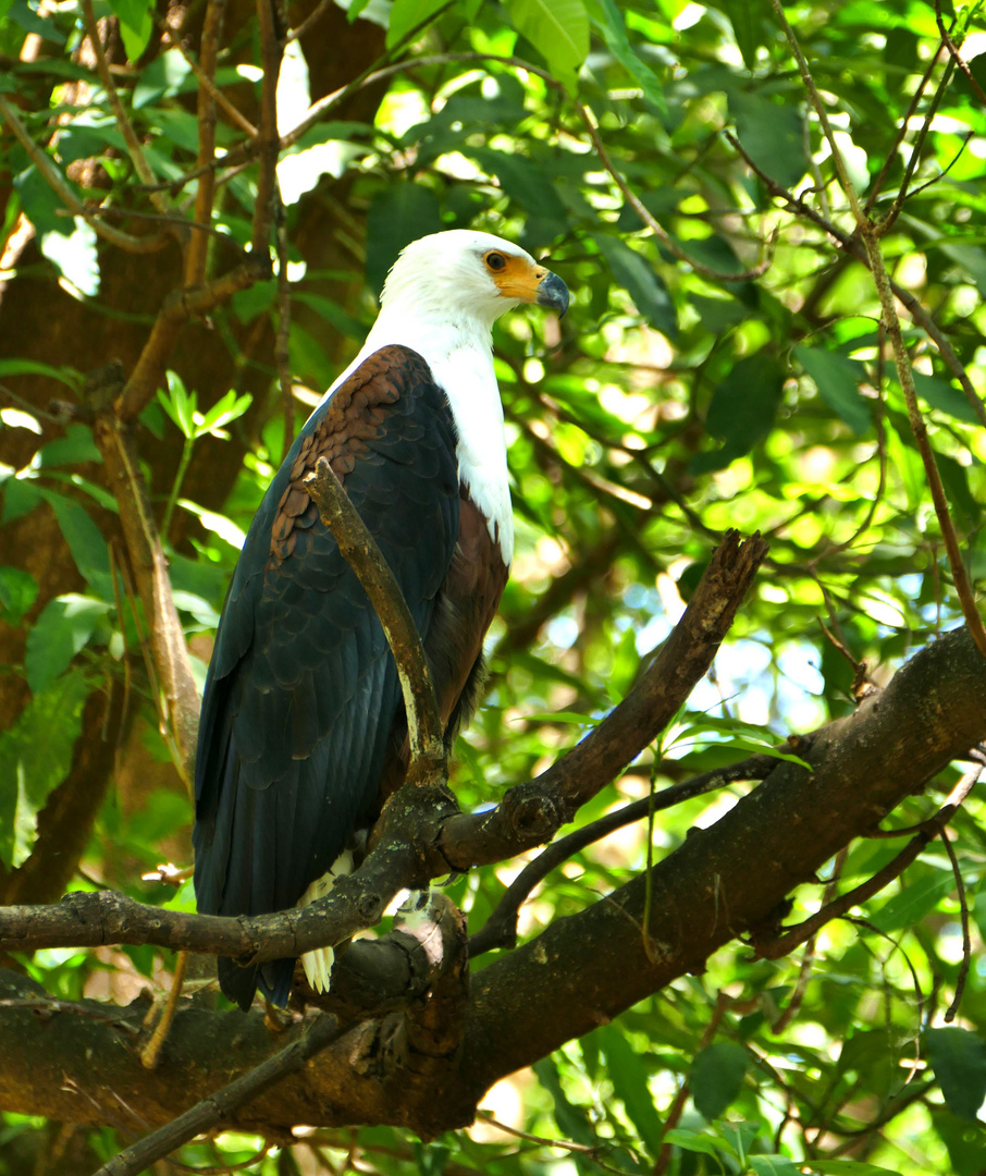 ...Afrikanischer Fisch- Seeadler...