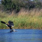 Afrikanischer Fish Eagle