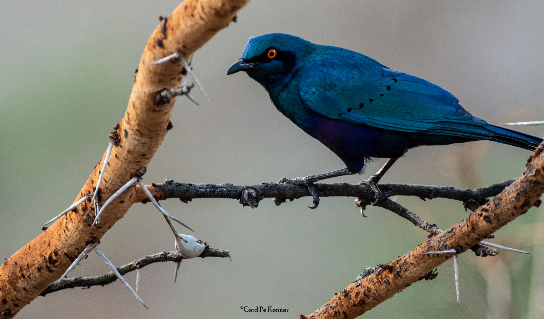 Afrikanischer Glanzstar - african starling