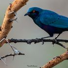 Afrikanischer Glanzstar - african starling